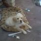 apolo 3 meses